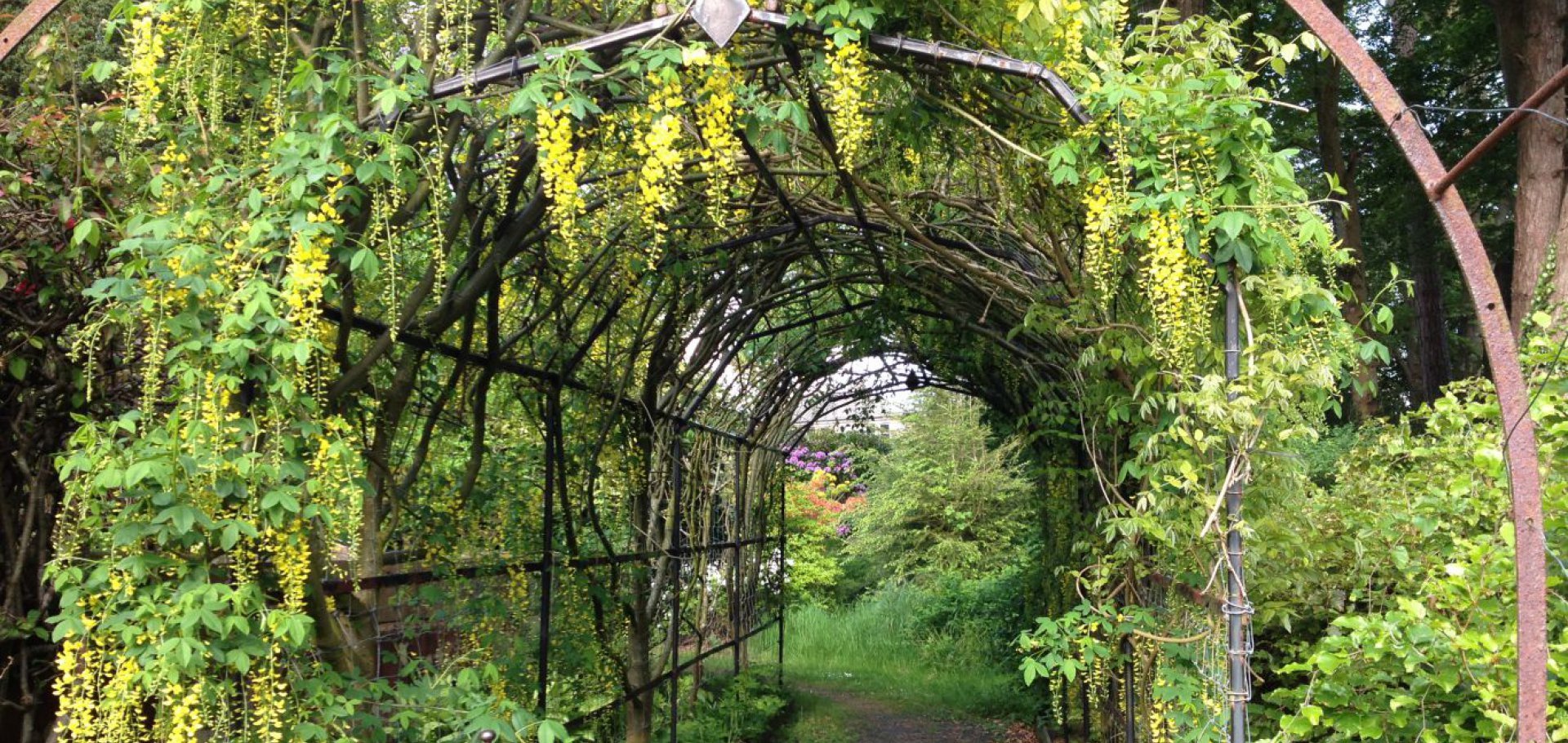 laburnum arch into walled garden