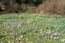 Crocuses and daffodils are naturalised in a number of the lawns.