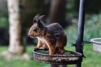 Red Squirrel On Feeder Outside Lodge Kirkennan South West Scotland