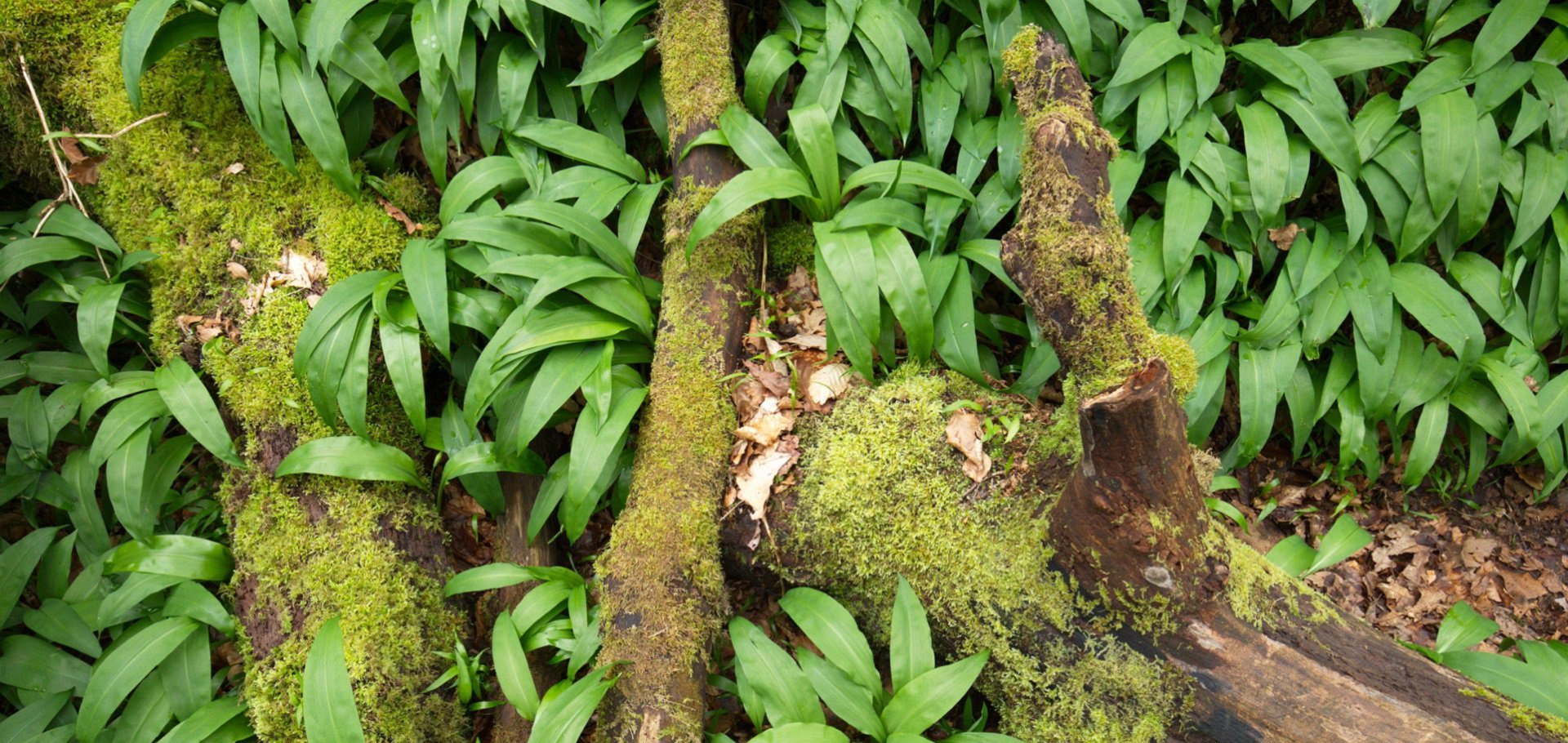 Wild garlic growing at Kirkennan Estate Holiday Cottages Dumfries and Galloway