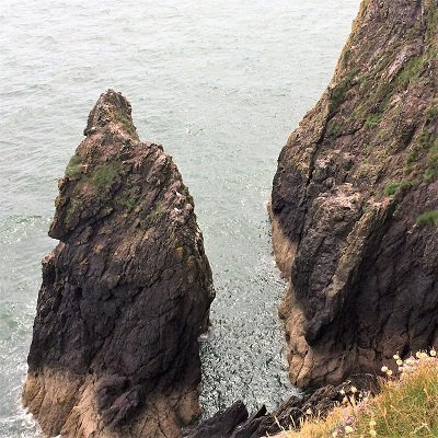 The cliffs are home to a variety of sea birds on balcary cliffs walk