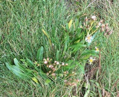 Sea Aster a wild food in dumfries and galloway