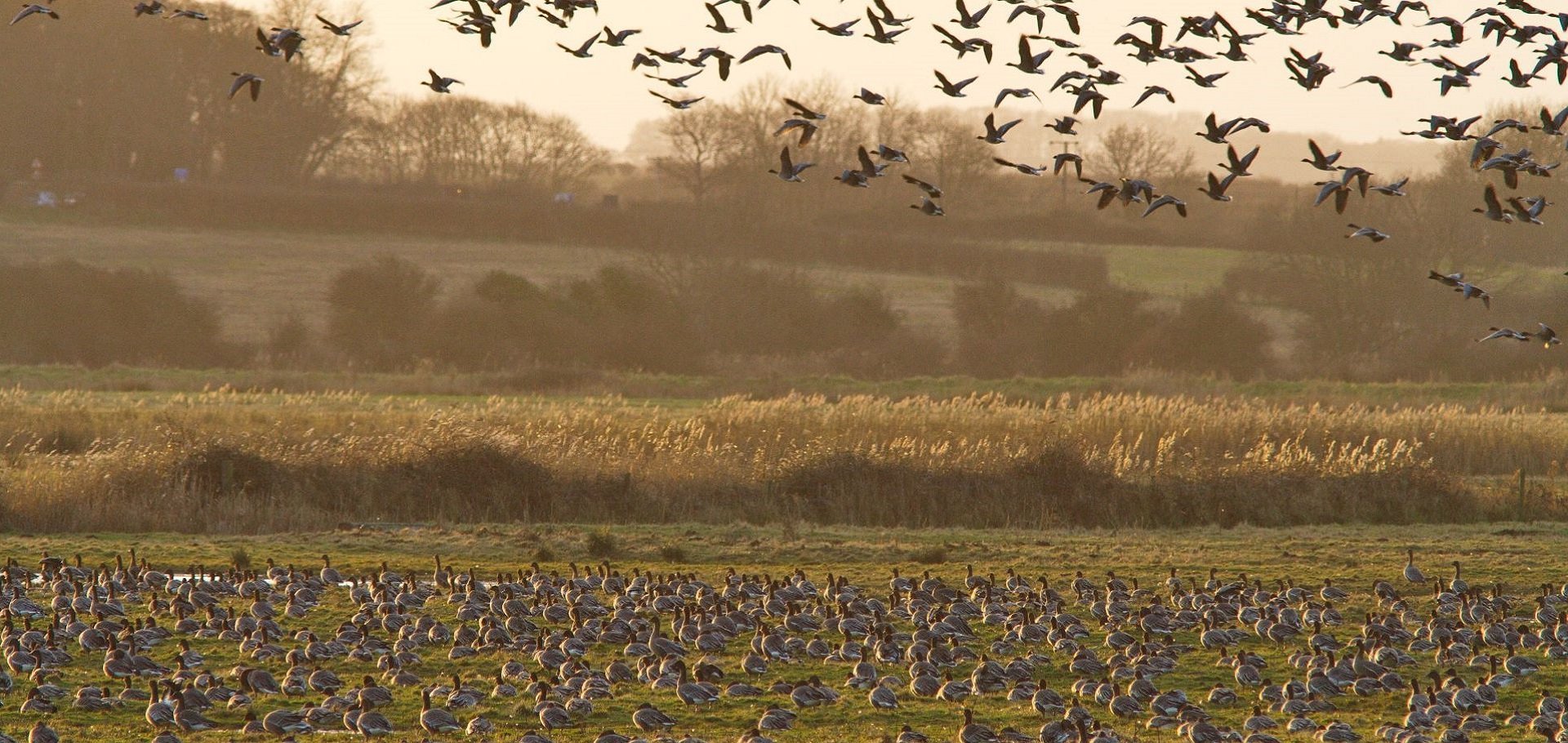 Pink footed geese are winter visitors to Dumfries and Galloway