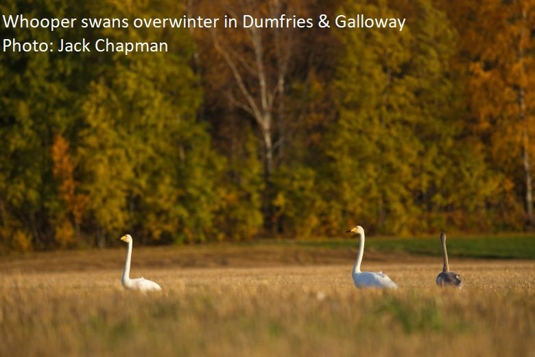 Wintering whooper swans are fed at Caerlaverock Wetland Centre