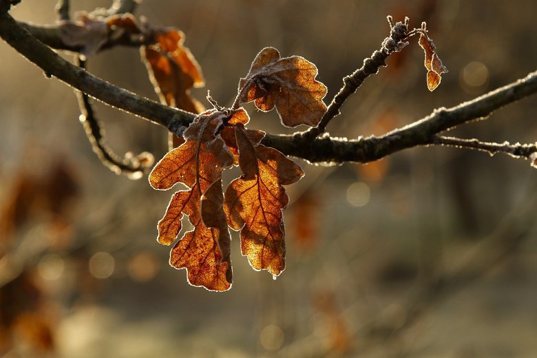 Frosted leaves on young oak forest bathing jocks wood kirkennan estate holiday cottages