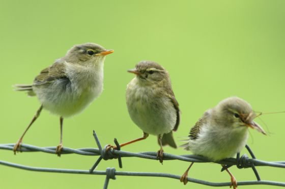 willow warbler and chicks may be of interest to birdwatchers