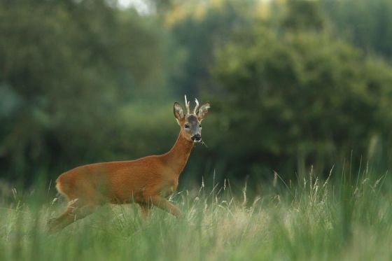 Wildlife in Dumfries and Galloway; Roe deer