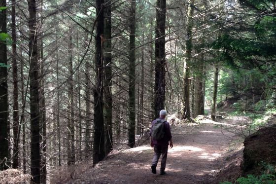 woodland trail near kirkennan, Dumfries and Galloway