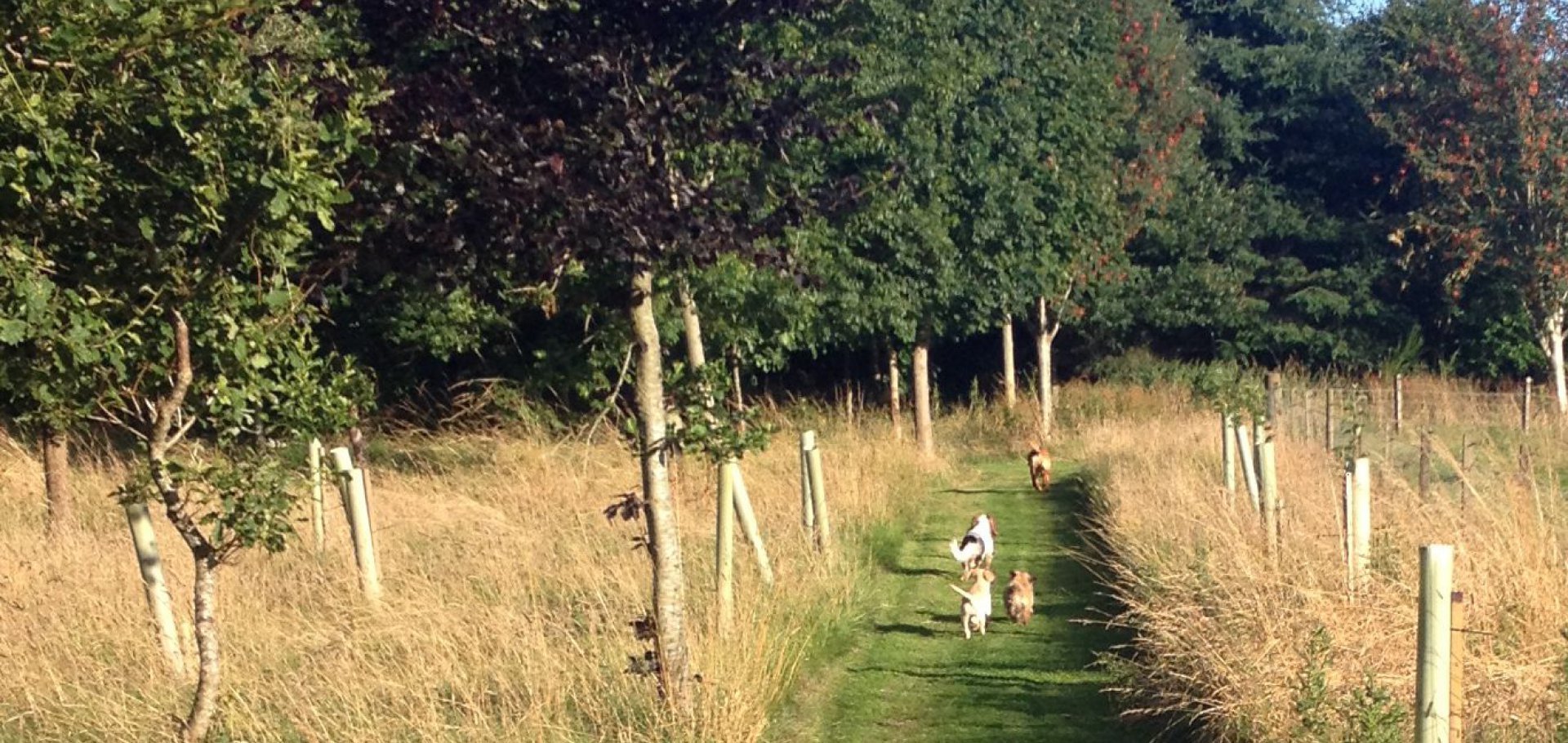 woodland walks dog friendly self catering cottages in Scotland