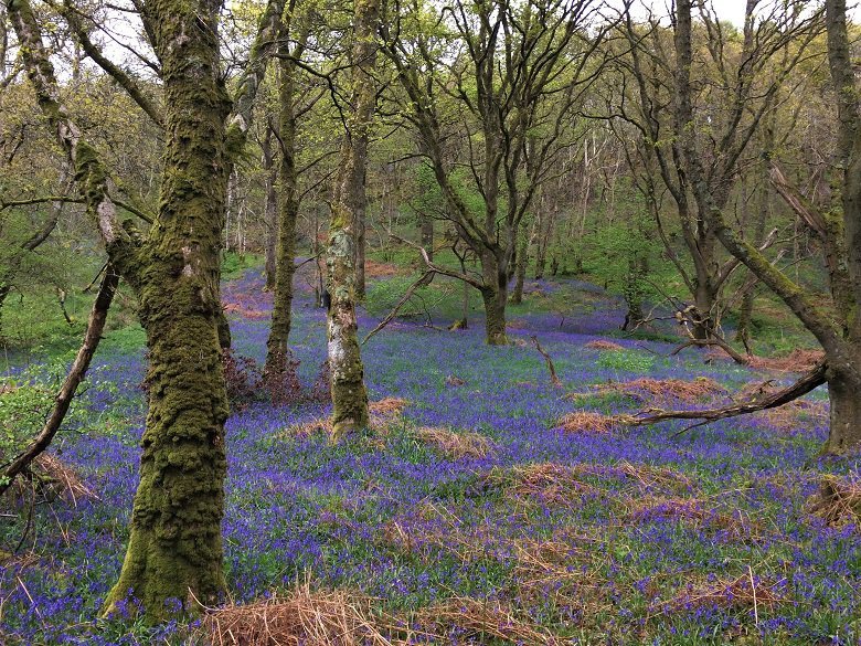 Bluebell carpet carstramon wood dumfries and galloway