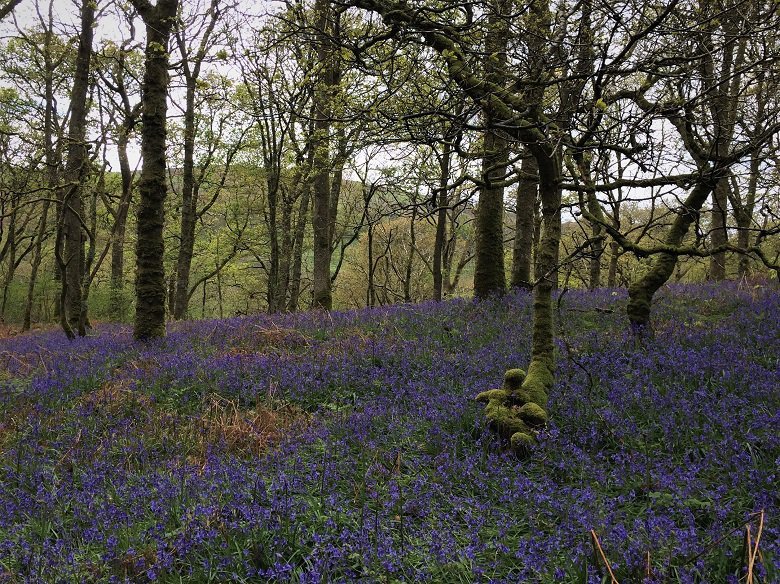 Bluebells and trees carstramon wood dumfries and galloway