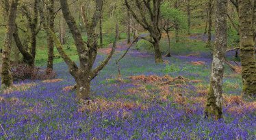 Carstramon Wood bluebells