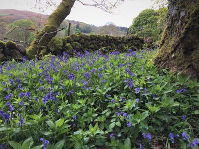 Bluebells at Carstramon Wood in Dumfries and Galloway