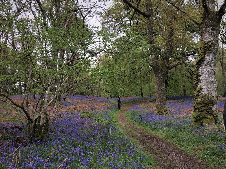 Path through bluebells at Carstramon Wood dumfries and galloway