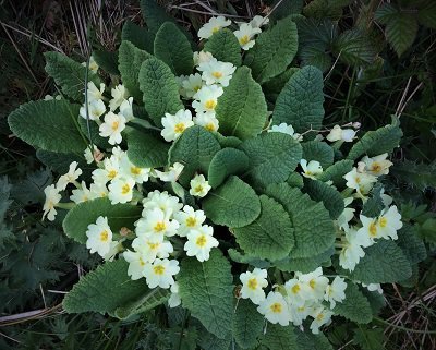 Wild primroses in kirkennan woods Dumfries and Galloway