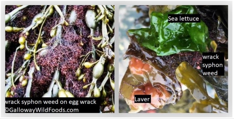 wrack syphon weed on egg wrack sea lettuce and laver
