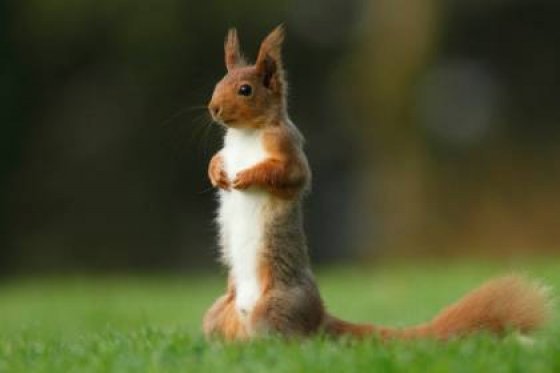 Red squirrel at Kirkennan Estate Holiday Cottages in Dumfries and Galloway