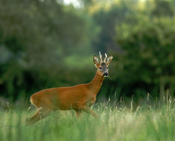 wildlife at kirkennan estate, Palnackie