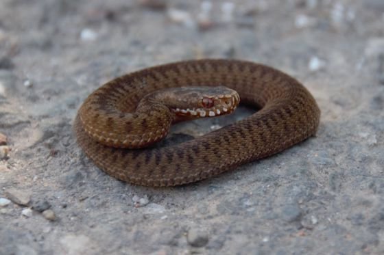 nature spotting adder on walk from kippford to rockcliffe, dumfries and galloway