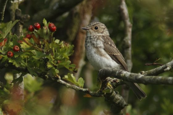 spotted flycatcher kirkennan in Dumfries and Galloway