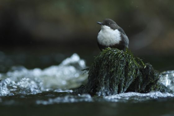 Dipper bird on the urr in Dumfries and Galloway