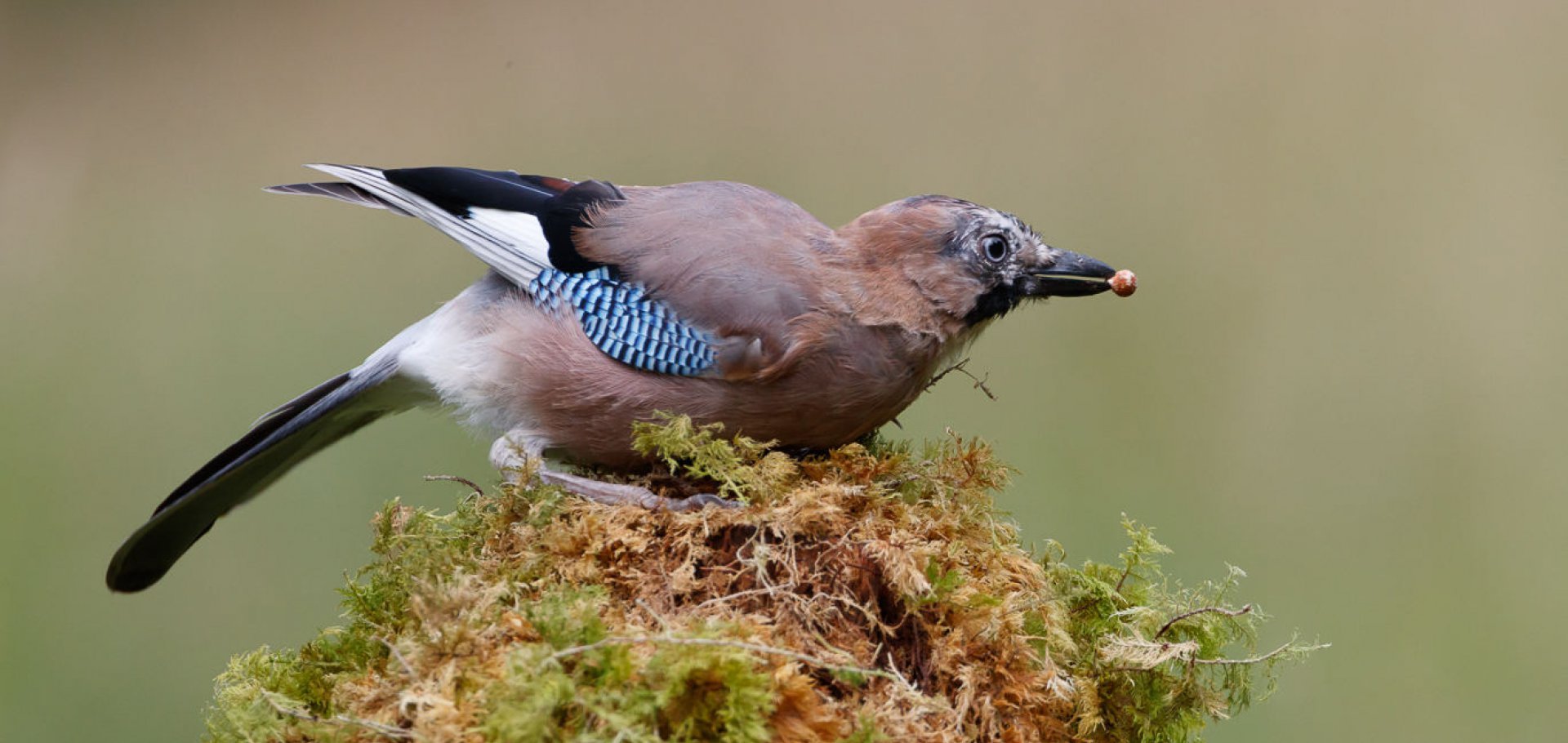 jay bird dumfries and galloway