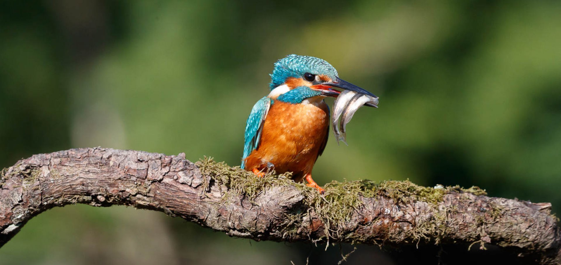 kingfisher bird dumfries and galloway
