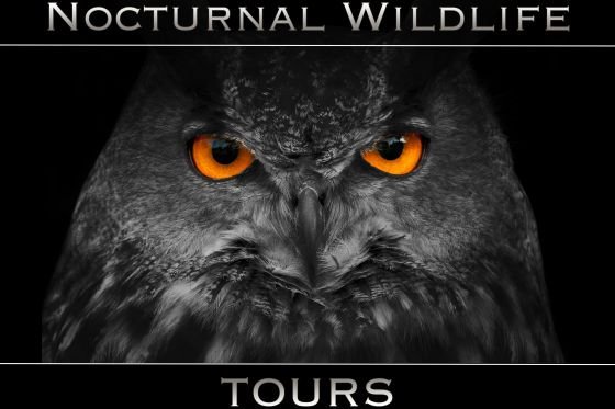 NWT offer Nocturnal wildlife tours in the local area
