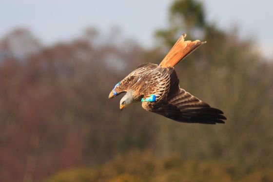 red kite birdwatching dumfries and galloway