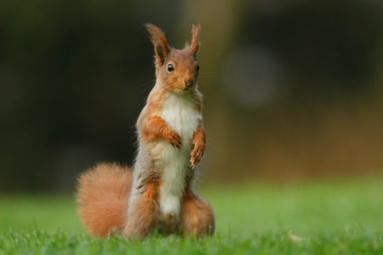Red squirrels are frequent visitors to Kirkennan