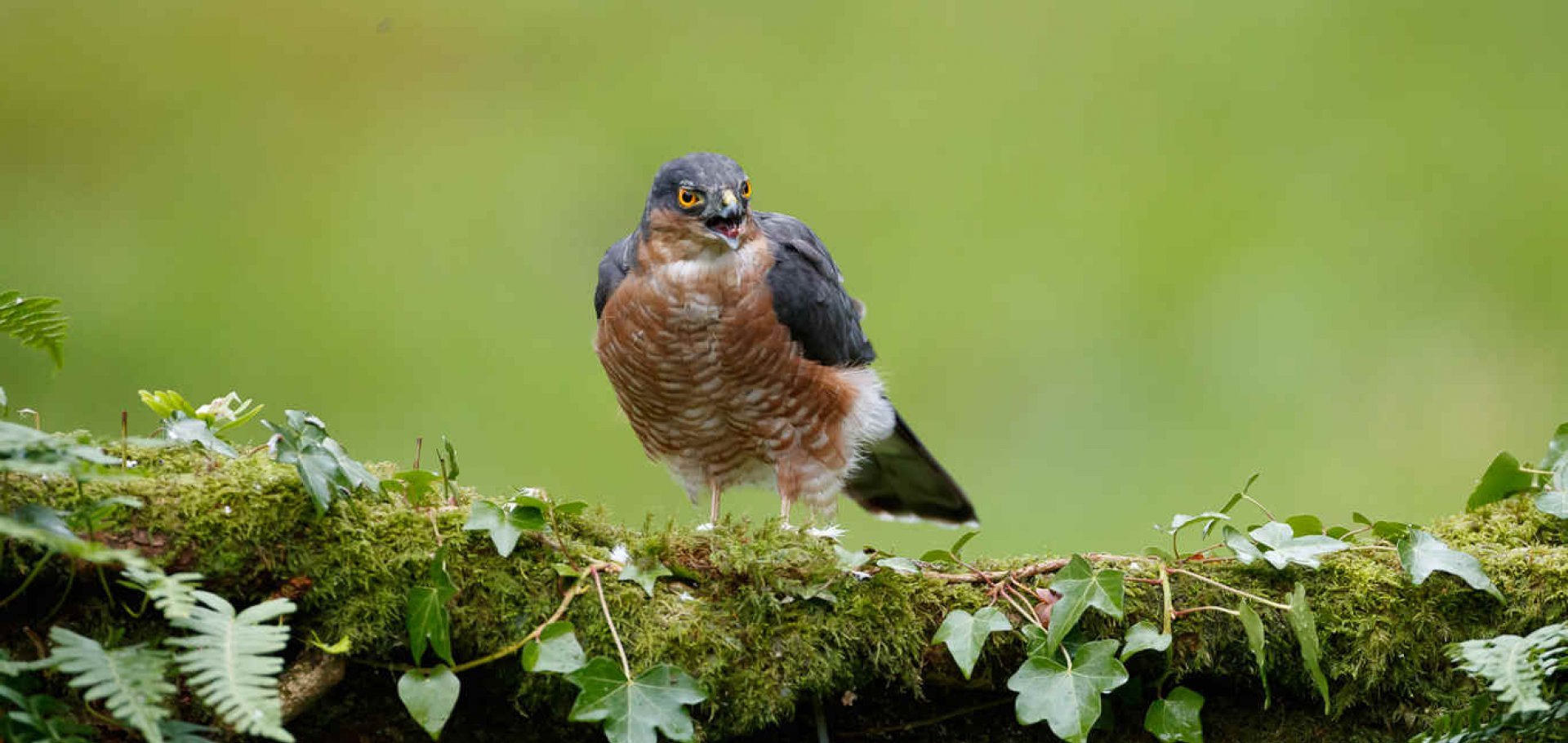 sparrow hawk dumfries and galloway