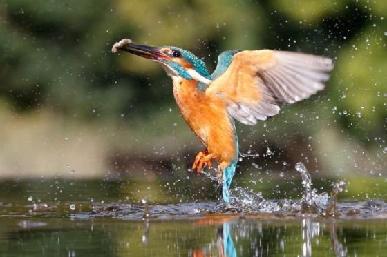 wildlife photography dumfries and galloway