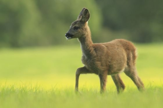 Nature lovers will enjoy seeing young roe deer kirkennan, Dumfries and Galloway