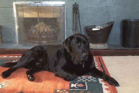 Dog friendly self catering cottages in Scotland
