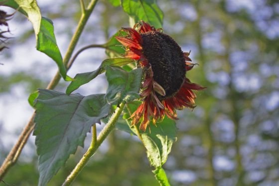 gardens in southwest scotland