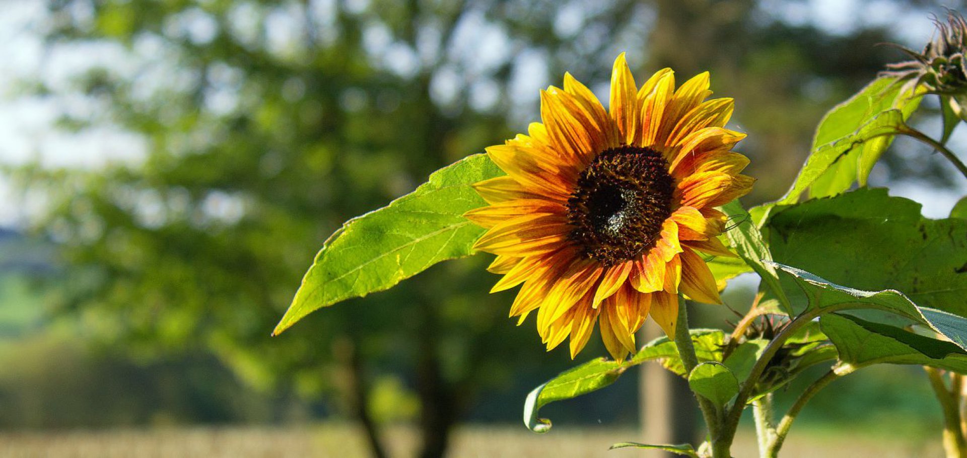 gardens to visit in southwest scotland