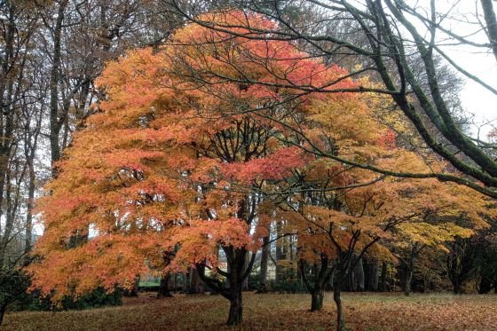 Threave gardens outside Castle Douglas, South Scotland are worth visiting anytime of year