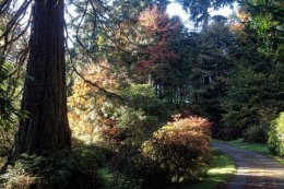 Autumn colours can be enjoyed from the paved Estate roads.