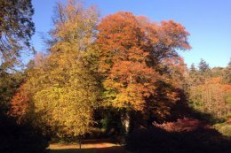 In Autumn the mature trees become the garden's key feature.