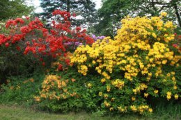 In May the gardens are a mass of colour