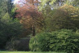Kirkennan trees