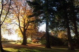 November light highlights the shape of trunks and branches
