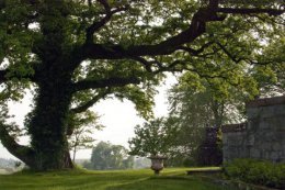 The mature Turkey Oak by Kirkennan House