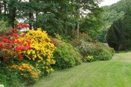 The shrubbery by the house in May