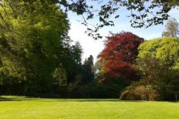 The trees in full leaf in May