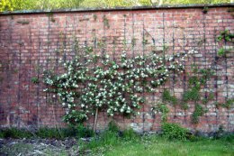 fruit blossom walled garden