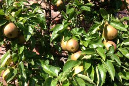 fruit walled garden