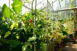 greenhouse walled garden