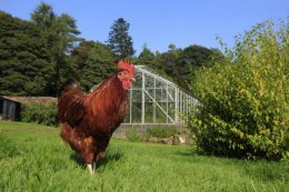 scuffy the cockerel in walled garden