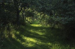 Early morning light in July